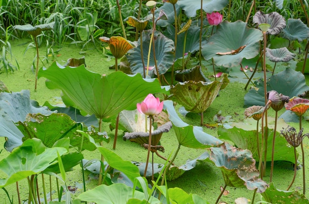 Lotus sobre un fondo.