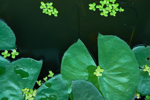 Lotus verlässt auf Draufsicht der Wasseroberfläche in eco Naturhintergrund