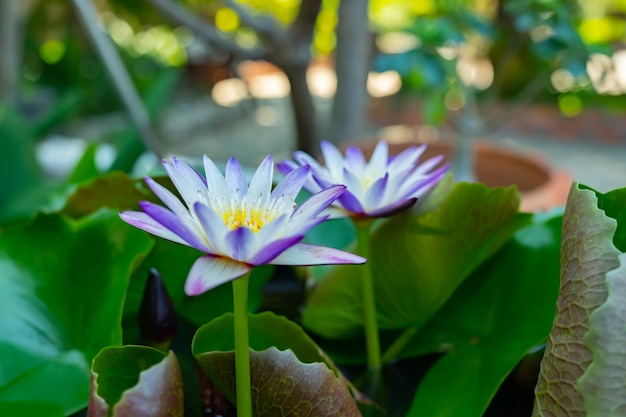 Lótus violeta branco no jardim de casa