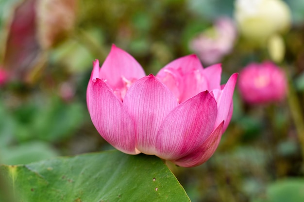 Lotus Water Lilly Rosa Lotusblume im Teich mit Exemplar Natürlicher Hintergrundkonzept