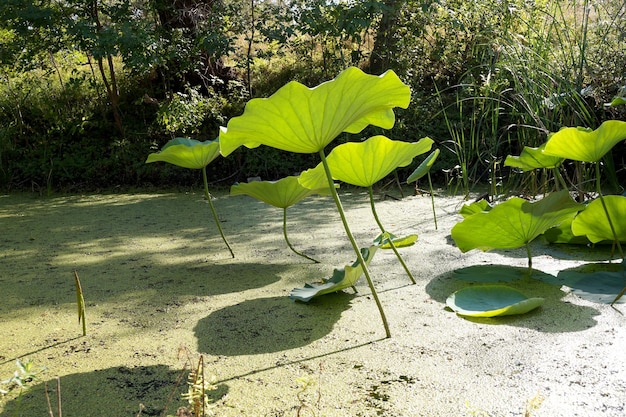 Lotusblätter auf einem Lotusfeld in einem Überschwemmungsgebiet der Wolga