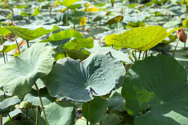 Lotusblätter im Teich