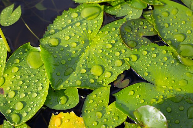 Lotusblätter mit Regentropfen Seerosenteich