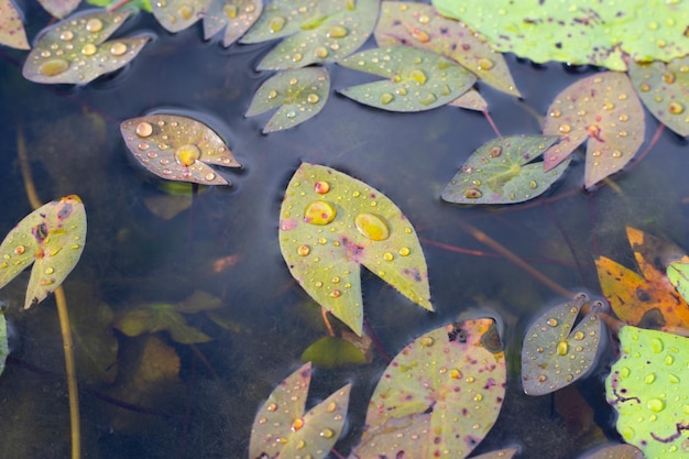 Lotusblätter Seerosenteich