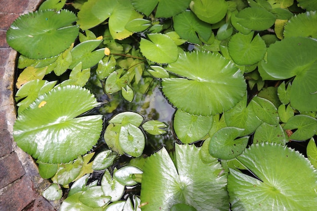 Lotusblätter und Knospen im Teich Tropical Park Design