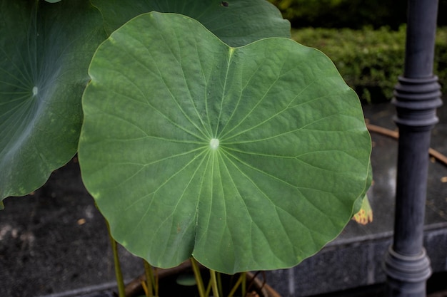 Lotusblatt im Teich