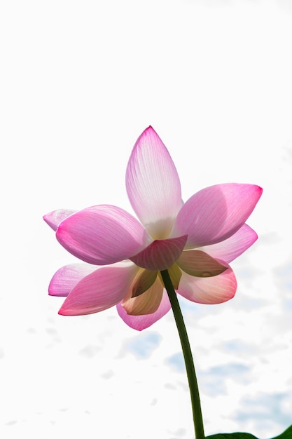 Lotusblüte im Teich mit einem schönen Licht am Morgen