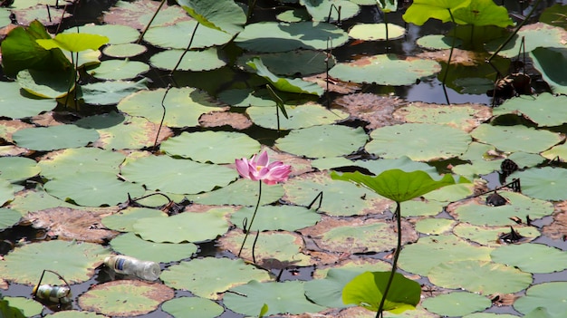 Lotusblüte oder Nelumbo nucifera blühen im Wasser und einige Lotusblätter