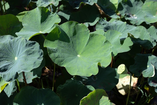 Lotusblütenblätter im Teich