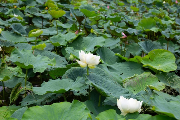 Lotusblume, die im Teich mit grünen Blättern blüht