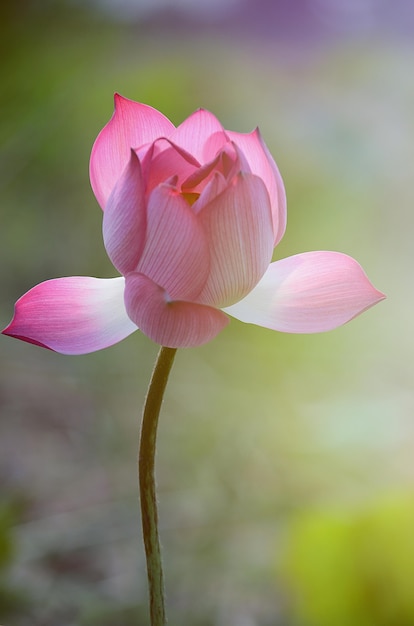 Lotusblume im Jahrgang