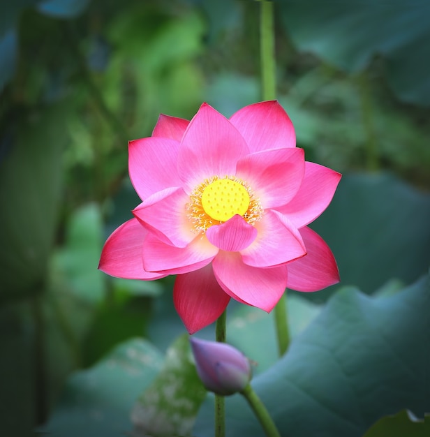 Lotusblume im Teich