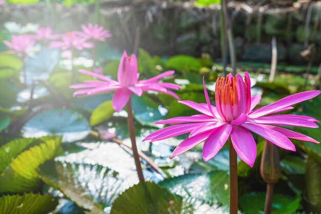 Lotusblume im Teich