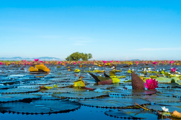 Lotusblume im tropischen See, Buengboraphet Nakonsawan, Thailand