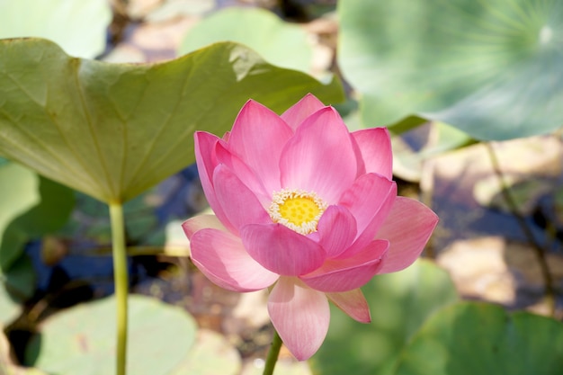 Lotusblume in einem kleinen Reservoir