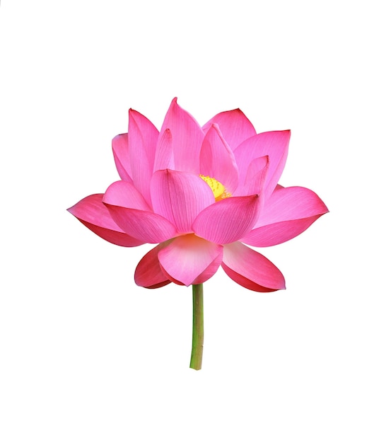 Lotusblume isoliert auf weißem Hintergrund