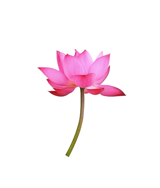 Lotusblume isoliert auf weißem Hintergrund