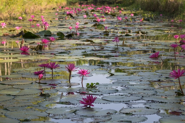 Lotusblume (Lotus oder Nelumbo) lila, violett und rosa Farbe