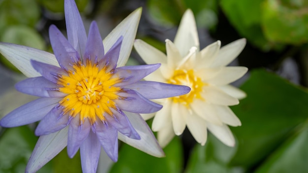 Lotusblume Seerose Lotus Natur Seerose am Wasser Teich Garten Blume Blüte Romantik Blume Lotus Seerose