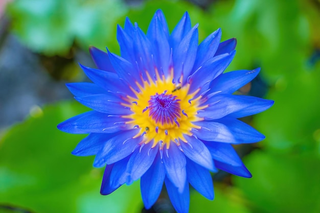 Foto lotusblume seerose nahaufnahme der lotusblume mit blauen staubblättern und insekten im inneren des naturteiches zen und friedlich