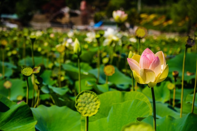 Lotusblume zu Beginn der Blüte