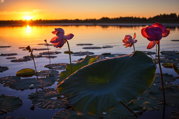 Lotusblumen blühen bei Sonnenuntergang