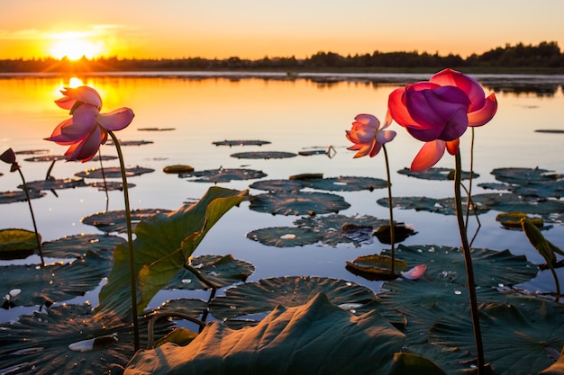 Lotusblumen blühen bei Sonnenuntergang