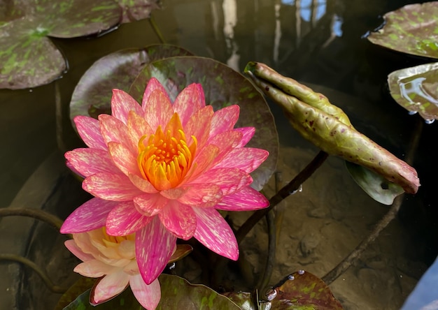 Lotusblumen blühen in den Sümpfen