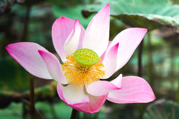 Lotusblumen, die im Teich blühen