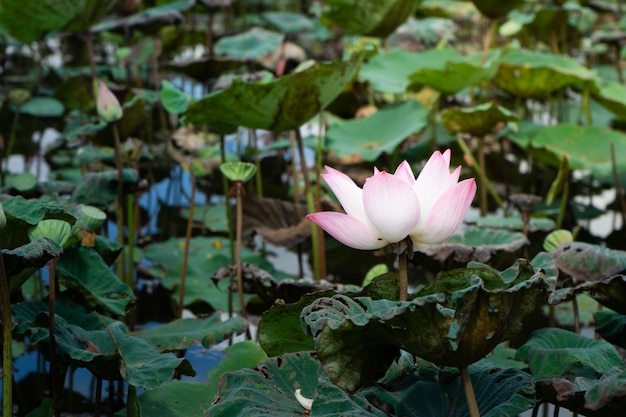 Lotusblumen, die im Teich blühen