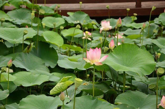 Lotusblumen, die im Teich wachsen