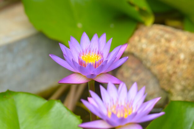 Foto lotusblumen im teich in sri lanka