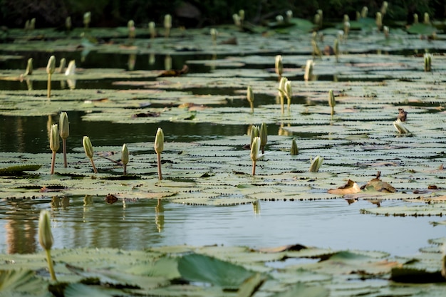 Lotusblumen in einem Teich