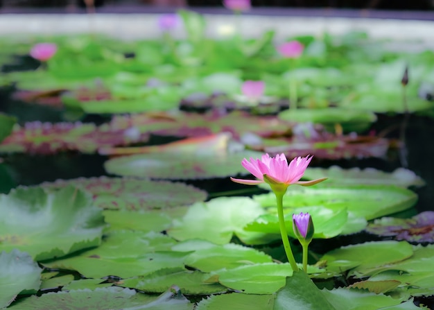 Lotusblumen in natürlichen Teichen