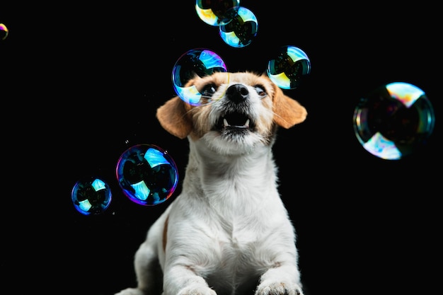 Loucamente feliz. Cachorro Jack Russell Terrier. Cachorrinho brincalhão fofo ou animal de estimação brincando em um fundo preto com bolhas de sabão. Conceito de movimento, ação, movimento, amor de animais de estimação. Parece feliz, encantado, engraçado.