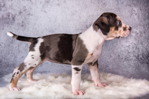 Louisiana Catahoula Leopard Dog cachorrinho em pé no cinza