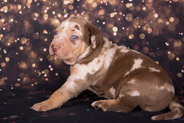 Louisiana Catahoula Leopard Dog cachorro retrato sobre fondo de vacaciones