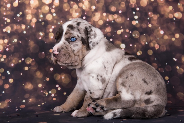 Louisiana Catahoula Leopard Dog cachorro retrato sobre fondo de vacaciones