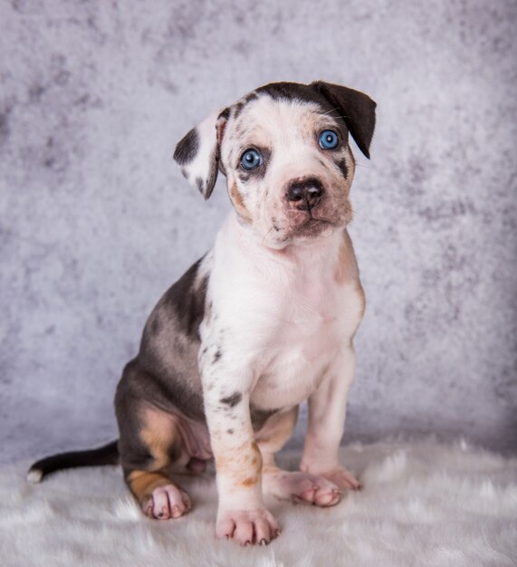 Louisiana Catahoula Leopard Dog Welpe sitzt auf Grau