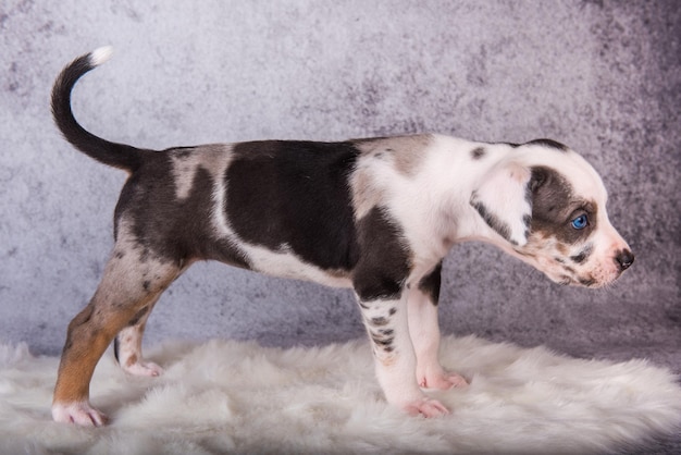 Louisiana Catahoula Leopard Dog Welpe stehend auf Grau