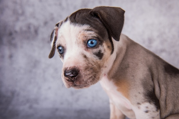 Louisiana Catahoula Leopard Dog Welpen Nahaufnahme Porträt auf grauem Hintergrund