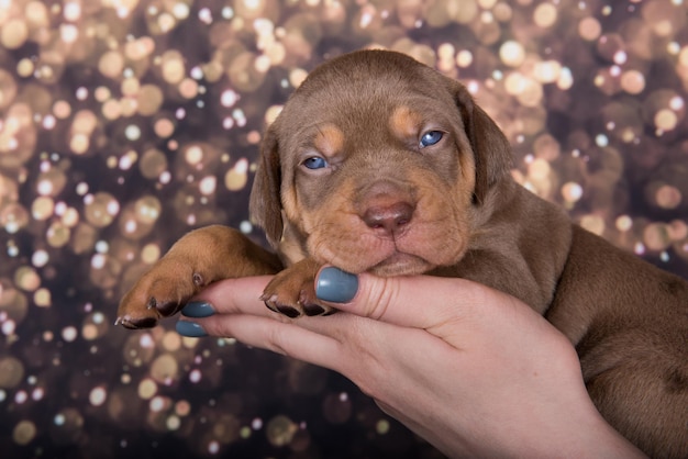 Louisiana Catahoula Leopard Dog Welpenporträt auf Feiertagshintergrund