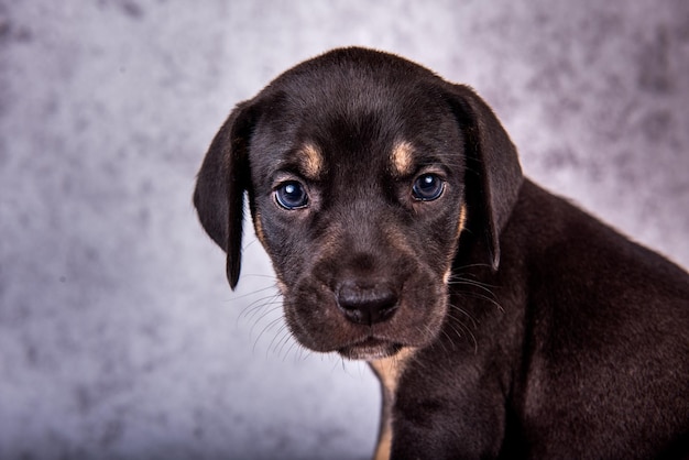 Louisiana Catahoula Leopard Hund Welpen Nahaufnahme Porträt