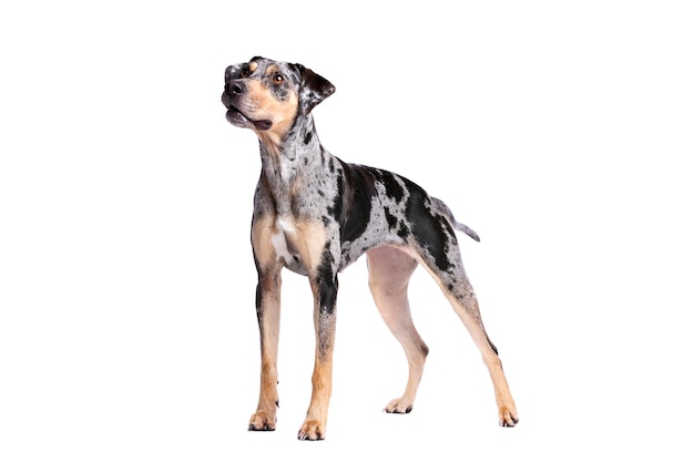 Louisiana Catahoula Leopardenhund