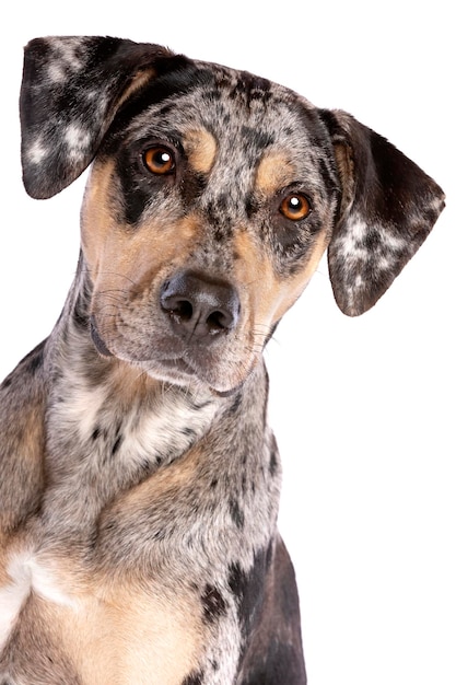 Louisiana Catahoula Leopardenhund