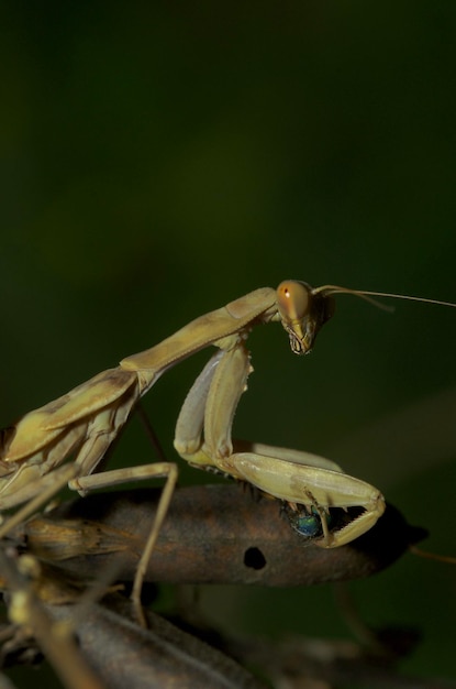 Foto louva-a-deus caça moscas