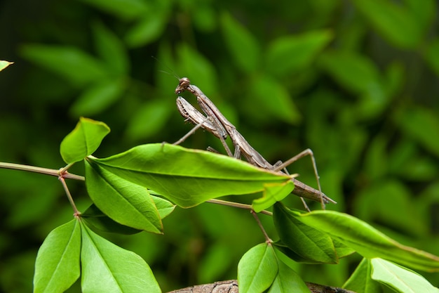 Louva-a-deus chinês Tenodera sinensis Louva-a-deus em galho isolado em fundo verde