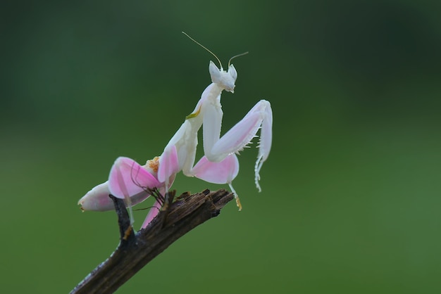 Louva-a-deus de orquídea em galhos