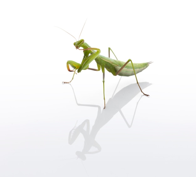 Foto louva-a-deus juvenil (mantis religiosa) lavando uma perna em um fundo branco