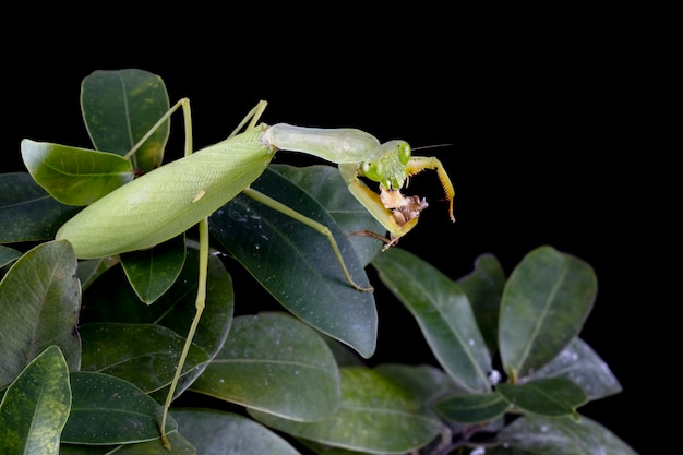 Louva-a-deus Mantodea comendo inseto na árvore